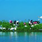 aves pantanal 1024x677
